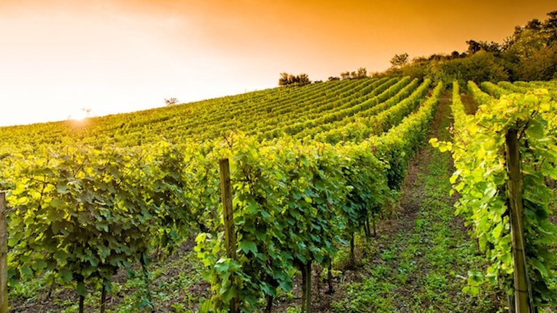 come concimare vigna agripiu